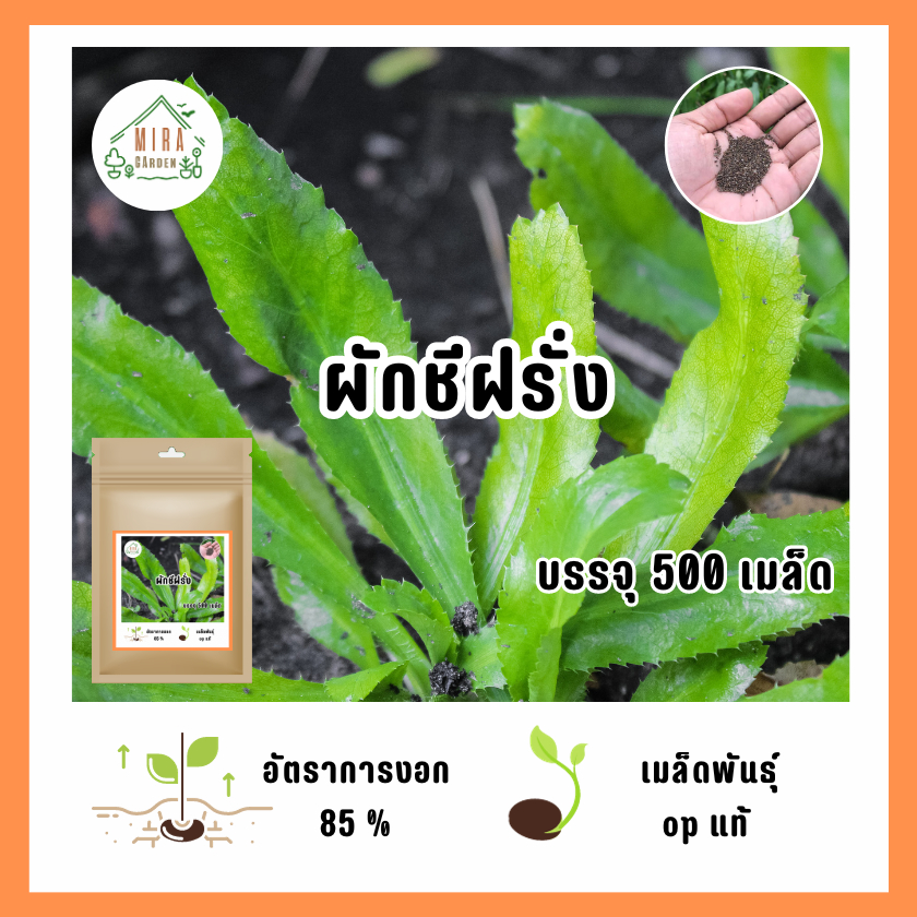 เมล็ดพันธุ์ ผักชีฝรั่ง บรรจุ 500 เมล็ด