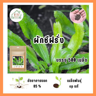 เมล็ดพันธุ์ ผักชีฝรั่ง บรรจุ 500 เมล็ด