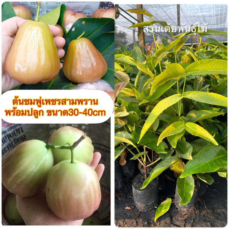 ต้นชมพู่เพชรสามพราน❗️มีขนาดให้เลือก2ขนาด❗️ พร้อมปลูกรสชาติหวานอร่อย