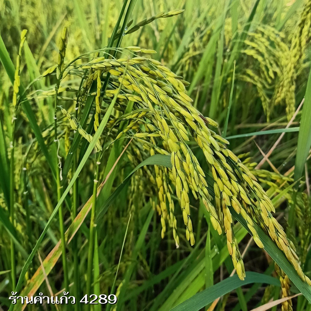 เมล็ดพันธุ์ข้าวเหนียว กข6 ต้นเตี้ย เบอร์ 18 (น่าน59) บรรจุ 15 กก.พันธุ์ข้าวเหนียวนาปี ปลูกเองขายเองโดยวิธีธรรมชาติ - รูปที่ 3