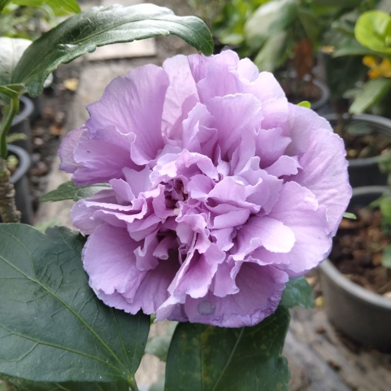 ต้นชบาคาเนชั่น (ดอกสีม่วงซ้อน) กระถาง 11 นิ้ว