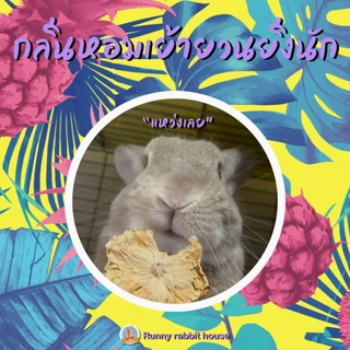 🔥ลด40%ในlive🔥สับปะรดอบแห้ง ธรรมชาติ100% ไม่ปรุงแต่ง ขนมกระต่าย ขนมสำหรับสัตว์ฟันแทะ กระต่าย แกสบี้ ชินชิล่า