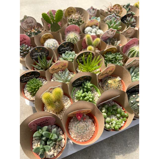 แคตตัส,กุหลาบหิน,ของขวัญ ของที่ระลึก ของชำร่วยขนาดน่ารัก