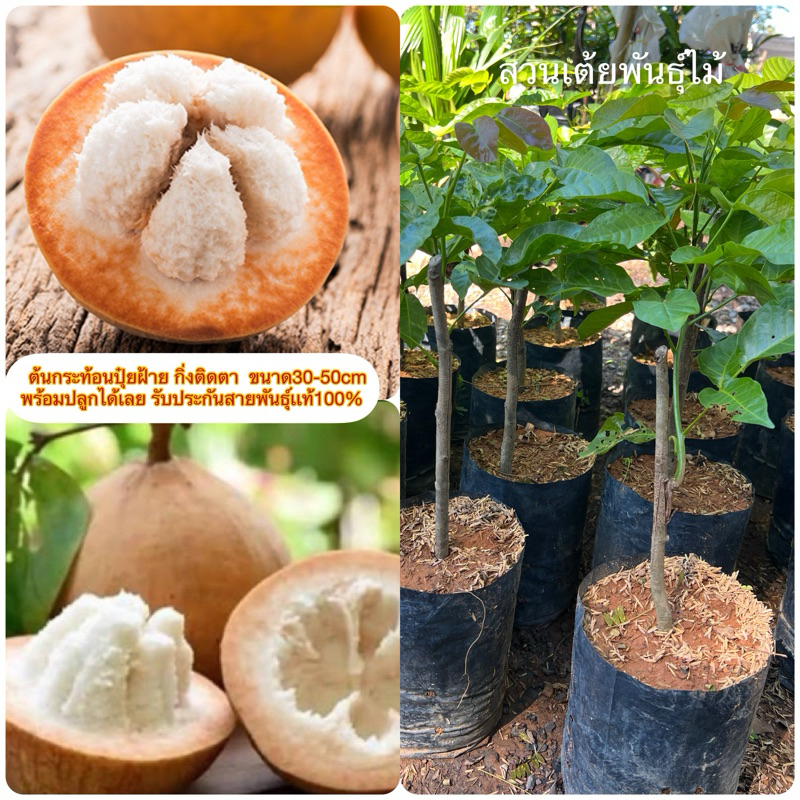 ต้นกระท้อนปุ๋ยฝ้าย กิ่งติดตา ขนาด30-50cmพร้อมปลูกได้เลย รับประกันสายพันธุ์เเท้100%