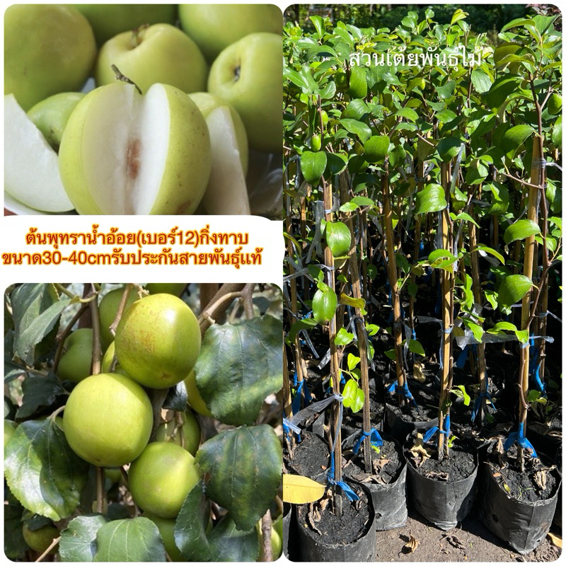 ต้นพุทราน้ำอ้อยเบอร์12กิ่งทาบขนาด30-40cmพุทราไต้หวันก้านเจ๋าเจ้าผลใหญ่รสหวานเหมือนน้ำอ้อยดกมากๆ