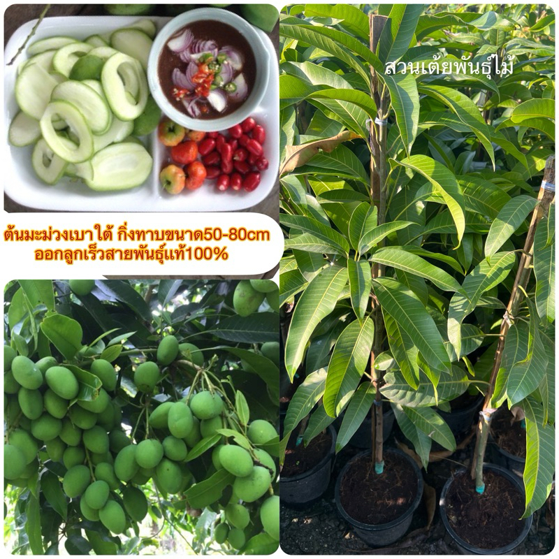 ต้นมะม่วงเบาใต้ กิ่งทาบขนาด(100-120cm)สามารถเลือกขนาดได้รับประกันสายพันธ์ุแท้