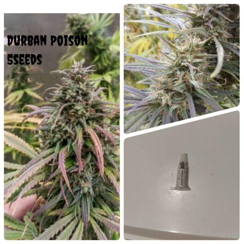 เมล็ดสายพันธุ์Durban Poison บรีดเพศเมียPack 2-5seeds