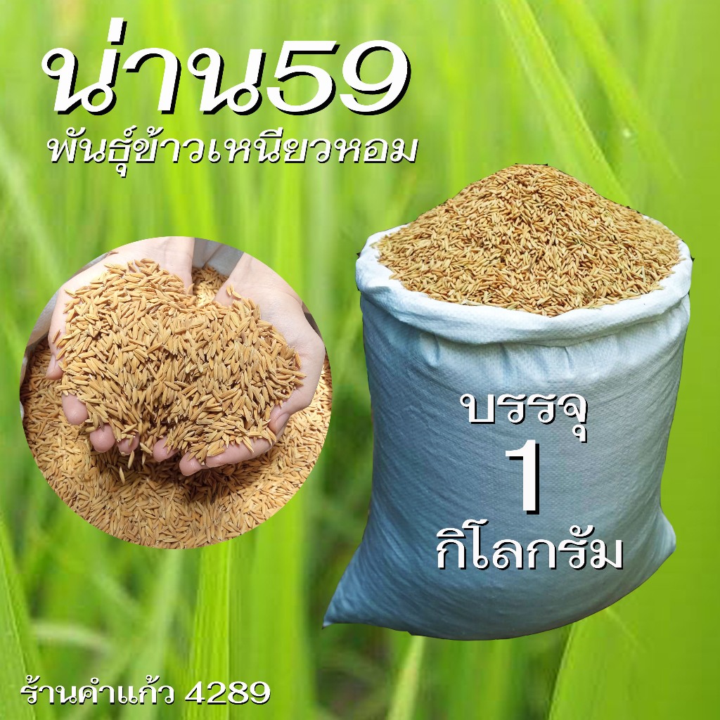เมล็ดพันธุ์ข้าวเหนียวน่าน59 (กข6 ต้นเตี้ย เบอร์ 18) บรรจุ 1 Kg.พันธุ์ข้าวเหนียวนาปี ปลูกเองขายเองโดยวิธีธรรมชาติ