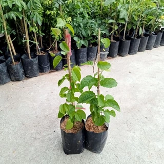 ต้นลัดดาวัลย์🌿ไม้เลื้อยหอมดอกขาวคล้ายหิมะ🌸สูง40-60 ซมถุง6นิ้ว