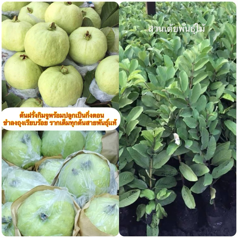 ต้นฝรั่งกิมจูขนาด40-80cm ชำเรียบร้อยปลูกกลางแดดได้เลยพร้อมปลูกเป็นกิ่งตอนรากเต็มทุกต้นเเข็งเเรงสายพั