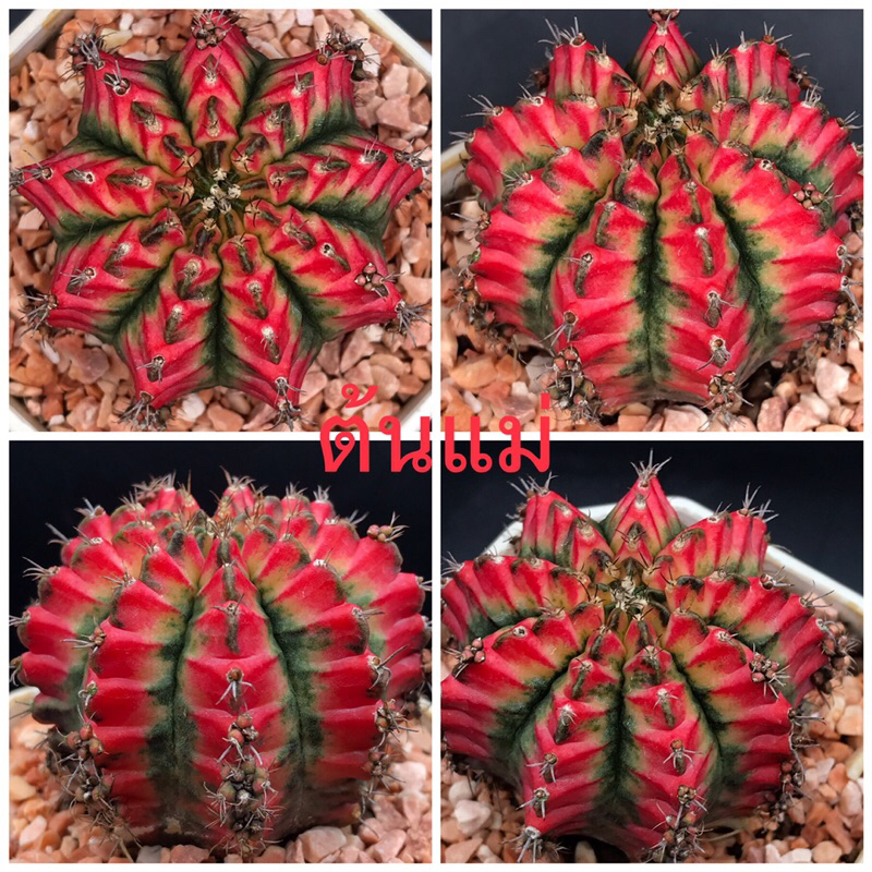 🌴ยิมโนแคคตัส🌵 ไม้ชำหน่อ ยิมโนด่างโคลน 🔥 Peach Peach 🔥  รูปแรกต้นแม่