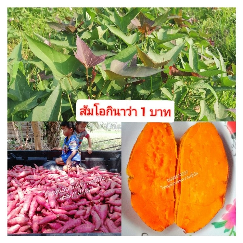 ยอดพันธุ์มันหวานญี่ปุ่นส้มโอกินาว่า1ชุด100ยอด​หวานเหนียวอร่อยเนื้อสีส้มลงหัวไวปลูกได้ทุกสภาพดิน