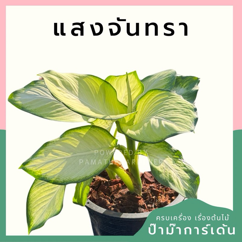 แสงจันทรา พร้อมกระถาง 8 นิ้ว