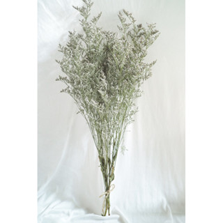 ดอกไม้แห้ง ดอก แคสเปีย กำละ 55 บาท  ราคาพิเศษพร้อมส่งจาก กทม…