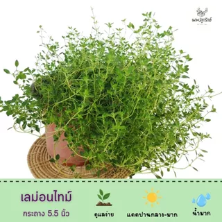 ต้นเลม่อนไทม์ Lemon Thyme #สมุนไพรฝรั่ง #กลิ่นหอม