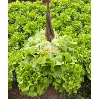 ปุ๋ยน้ำ AB ไฮโดรโปนิกส์ สูตรเข้มข้น(1:100) ขนาด 1 ลิตร(A1L+B1L) **ฟรีไซริงค์ Nipro1อัน**