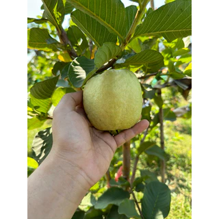🍏ต้นฝรั่งหงเปาสือ(ไส้แดงหวานกรอบ)🔥สั่งขั้นต่ำ 2 ต้น🔥🔥กดติดตามลดเพิ่ม 10 บาท🔥