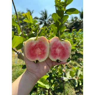 🍏ต้นฝรั่งหงเปาสือ(ไส้แดงหวานกรอบ)🔥สั่งขั้นต่ำ 2 ต้น🔥🔥กดติดตามลดเพิ่ม 10 บาท🔥
