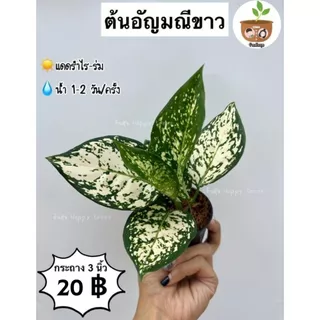 ต้นอัญมณีขาว จัดส่ง 2 ต้นขึ้นไป คละแบบได้