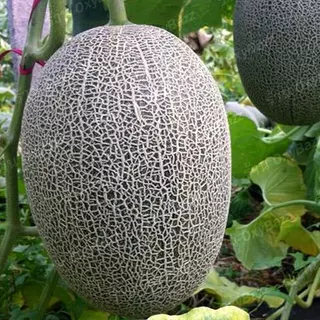 เมล็ดพันธุ์ฮามิเมล่อนคิมิโนโตะ เมล็ดเมล่อนไข่มังกร 50 เมล็ด เมล็ดแตงทิเบต เมล็ดแตงฮามิกัว