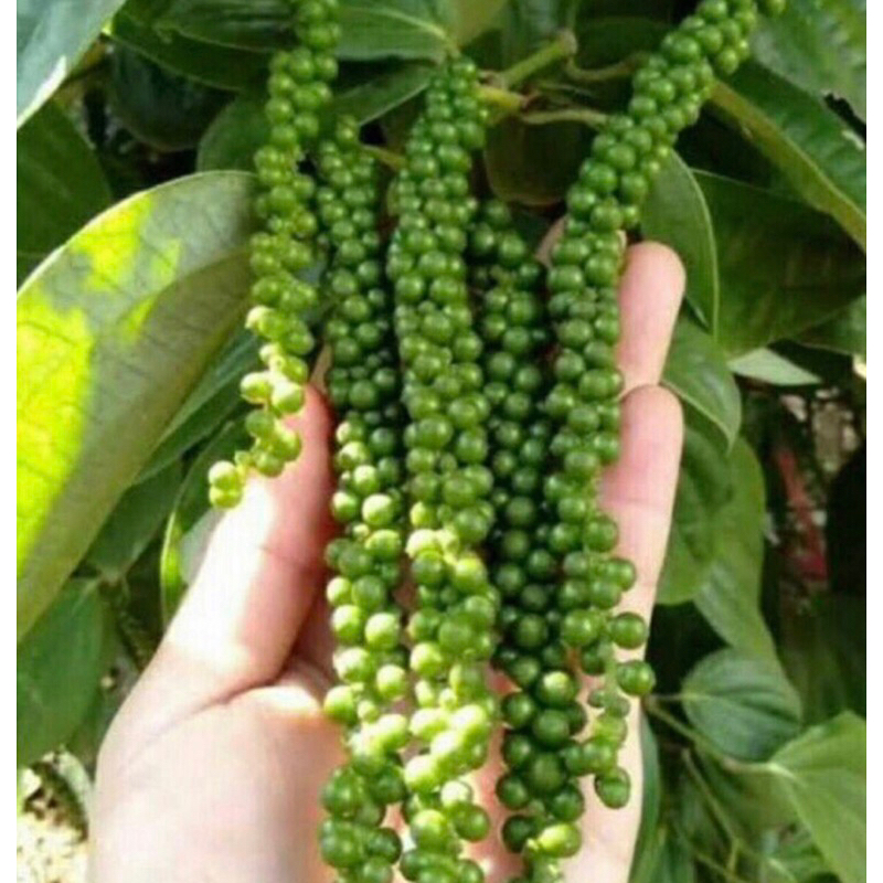 ต้นพริกไทยพันธุ์ซีลอน เม็ดพริกไทยอ่อน เม็ดดกทั้งปี