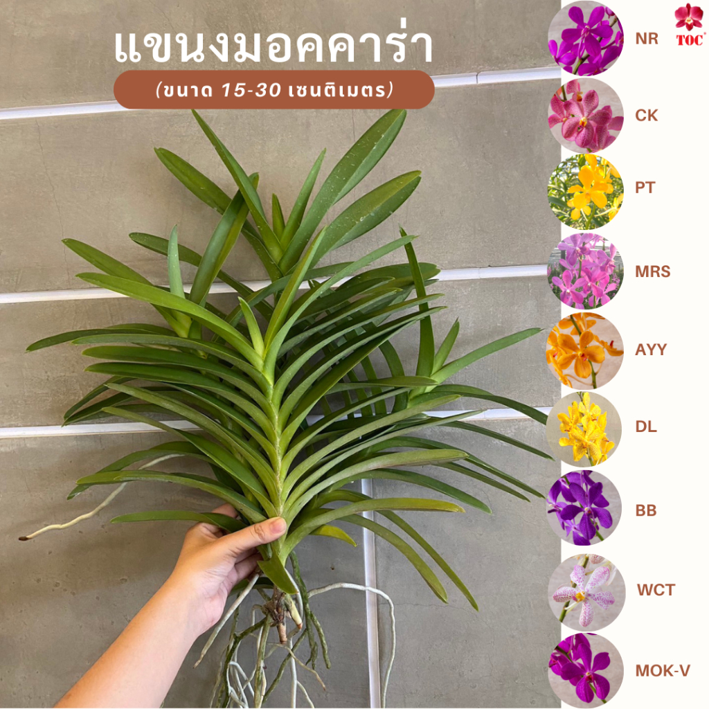 เซตแขนงมอคคาร่า 6 ต้น ต้นสมบูรณ์ ใหญ่ แข็งแรง รอออกดอกสวย (ต้นยังไม่มีดอก)