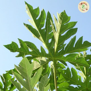 ชาใบมะละกอ บรรจุ 30 ซองชา Papaya Leaves Tea พร้อมชงดื่มรสชาติธรรมชาติ