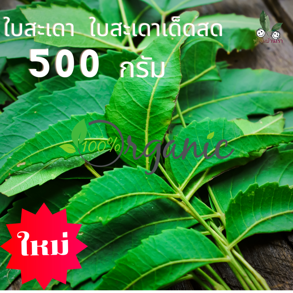 ใบสะเดาเด็ดสด  ใบสะเดาเหมาะใช้ทำน้ำหมัก ไล่แมลง เพลี้ย หนอน ศัตรูพืช ด้วยวิธีธรรมชาติ ใบสะเดาสดปราศจากสารเคมี 500 กรัม