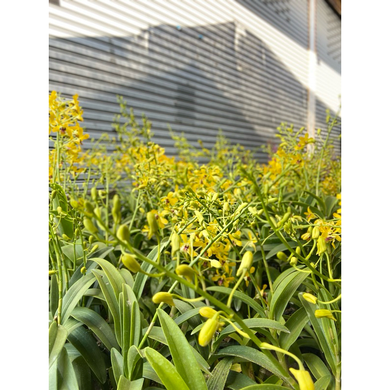 💛กล้วยไม้หวาย เหลืองหอมเพ็ญสุดา ดอกดกเลี้ยงง่าย - รูปที่ 3