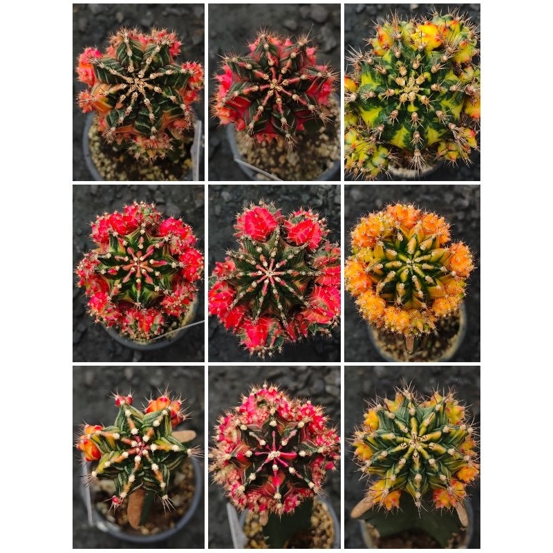 ไม้กราฟผิวสวยโคลนใหม่ๆ ครับ