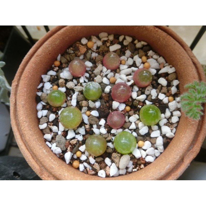 conophytum burgeri (น้องเยลลี่)