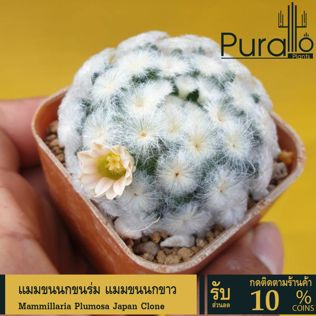 ต้นกระบองเพชร ขนนกญี่ปุ่น ขนนกร่ม Mammillaria Plumosa Japan Clone Seeds ขนหนาๆ #Mammillaria #ขนนกร่ม