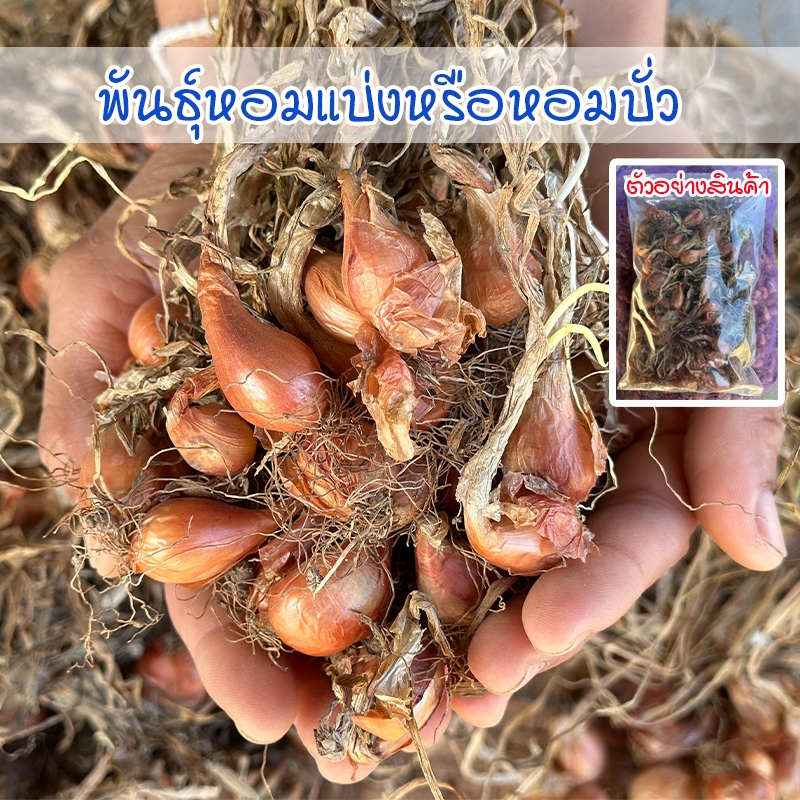 พันธุ์หอมแบ่งศรีสะเกษ  หัวหอมแบ่ง ต้นหอมแบ่ง หัวสวยแบบไม่ตัดจุก  งอกดี ปลูกง่าย โตเร็ว