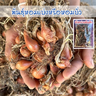 พันธุ์หอมแบ่งศรีสะเกษ หัวหอมแบ่ง ต้นหอมแบ่ง หัวสวยแบบไม่ตัดจุก งอกดี ปลูกง่าย โตเร็ว