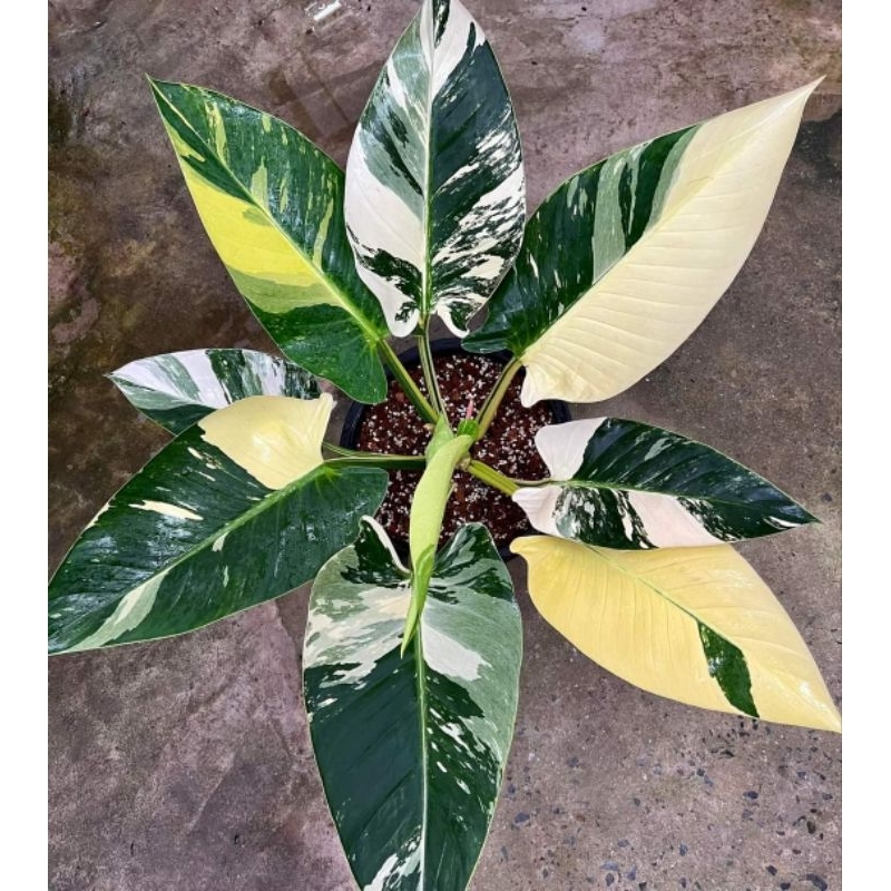 Philodendron Green Congo Variegated ฟิโลเดนดรอน กรีนคองโก🪴❗️ตัวแท้ ❤️ ไม้เนื้อเยื่อด่างสวยๆ