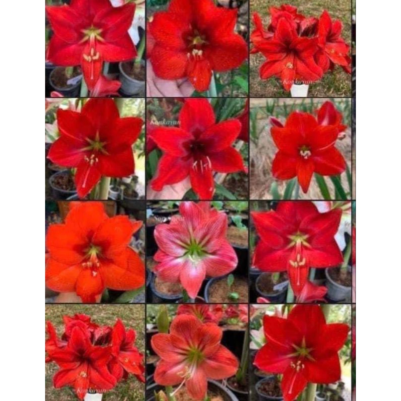 ว่านสี่ทิศต้นไม้มงคล แบบคละโทนสีแดงโครงการหลวงหัวเล็ก