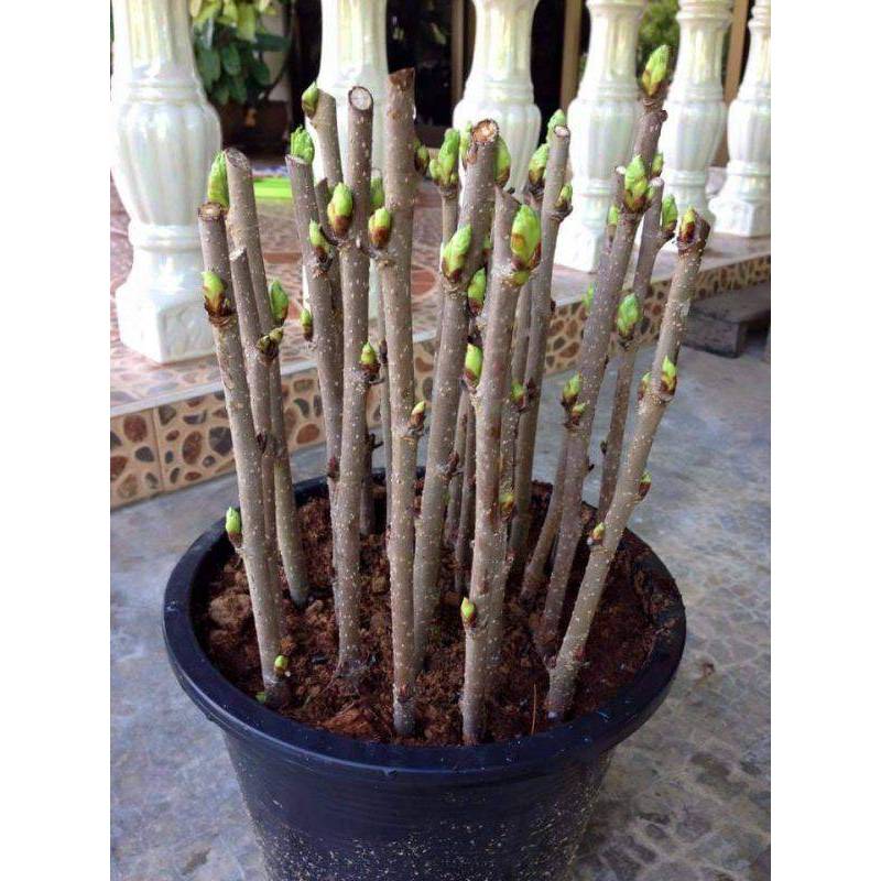กิ่งหม่อน ท่อนพันธุ์ มัลเบอร์รี่ หม่อน ลูกโตผลดก ตัดสด 10 ท่อน 35 บาท