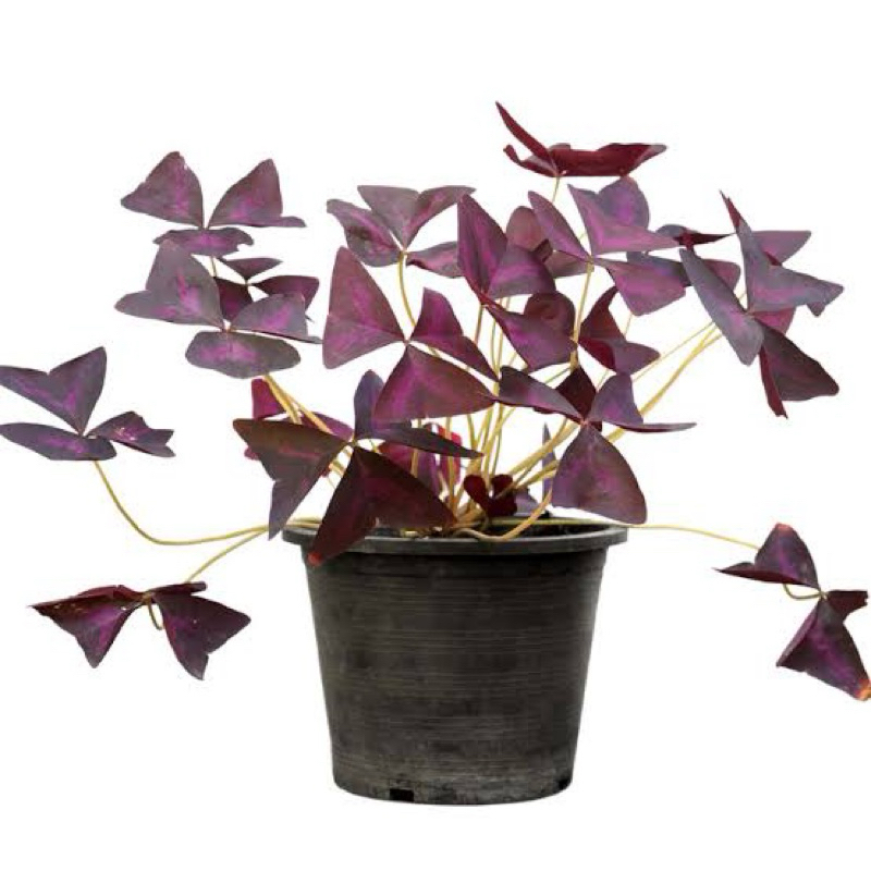 ผีเสื้อราตรี กระถาง 6 นิ้ว / Oxalis triangularis A. St.-Hil. pot 6