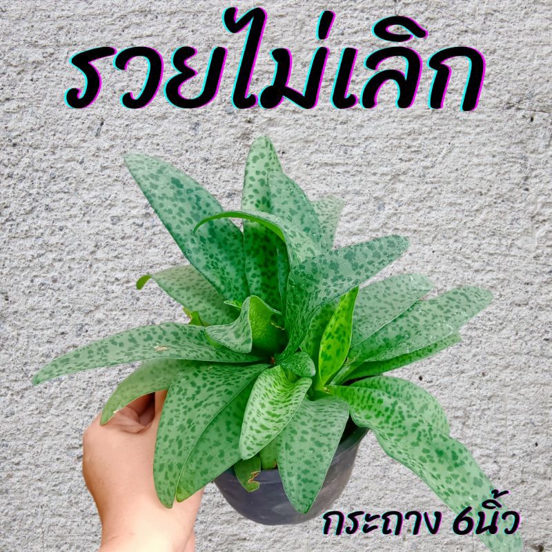 ต้นรวยไม่เลิก กระถาง 6นิ้ว
