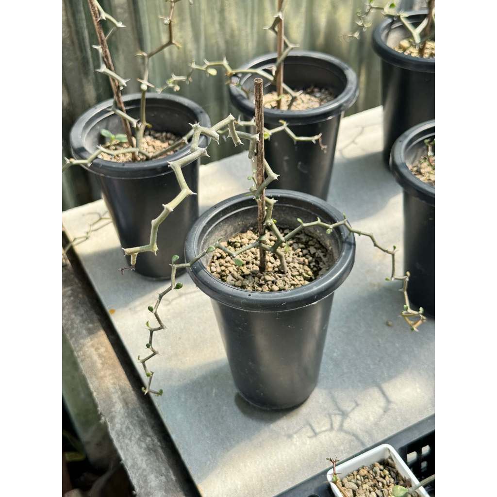 มุมมอง 5