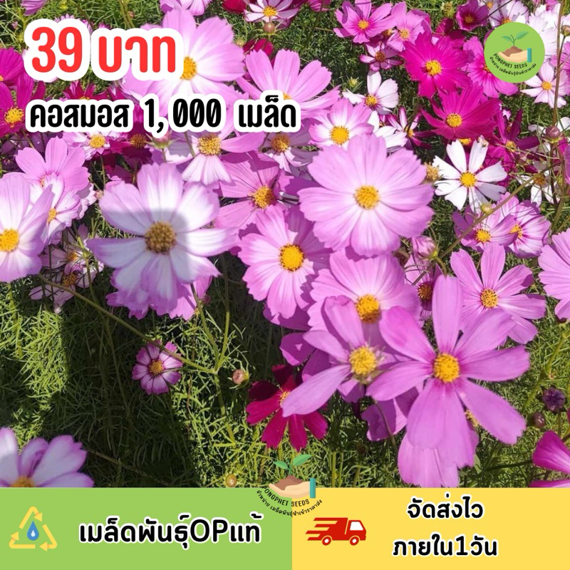 เมล็ดพันธุ์คอสมอส 1,000 เมล็ด มีแถม 🌸 ขายส่งเจ้าใหญ่ ถูกที่สุด ✅ฟรีคู่มือปลูก
