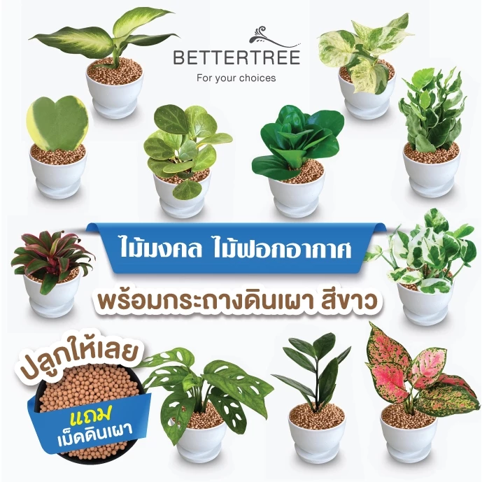 ต้นไม้พร้อมปลูก(กระถางดินเผาสีขาว 3 นิ้ว พร้อมจานรอง)✅ฟรี หินตกแต่ง