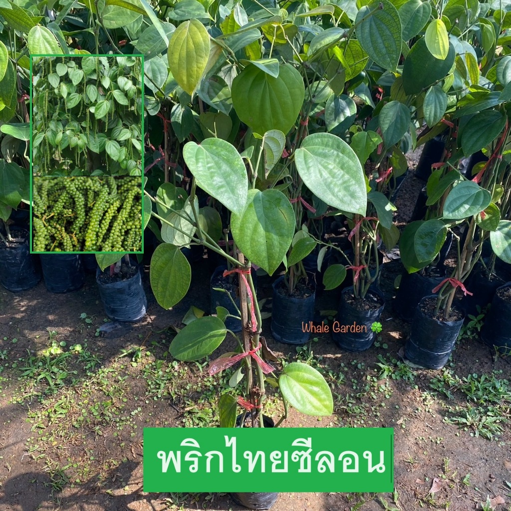 ต้นพริกไทย พันธุ์พริกไทยซีลอน (Pepper) กิ่งชำ ถ่ายจากสินค้าจริง (รับประกัน ส่งใหม่ฟรี หากสินค้าเเสียหาย!!)
