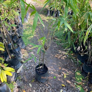 ไผ่ข้าวหลาม ต้นไผ่ ไผ่ข้าวหลามกาบแดง (Cephalostachyum Pergra…