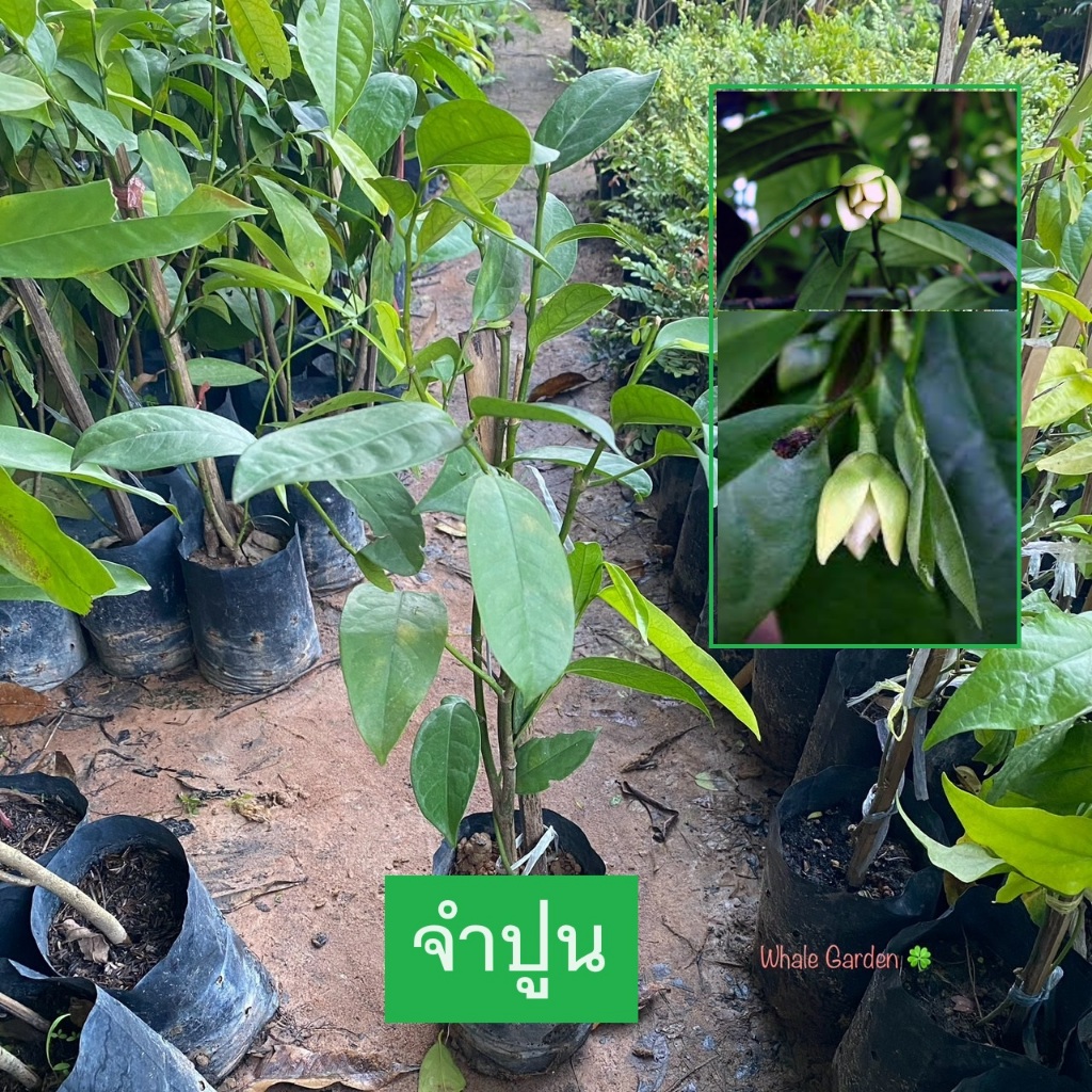 ต้นจำปูน จำปูน (Anaxagorea javanica) กิ่งชำ ไม้ดอก มีกลิ่นหอม (รับประกัน ส่งใหม่ฟรี หากสินค้าเเสียหาย!!)