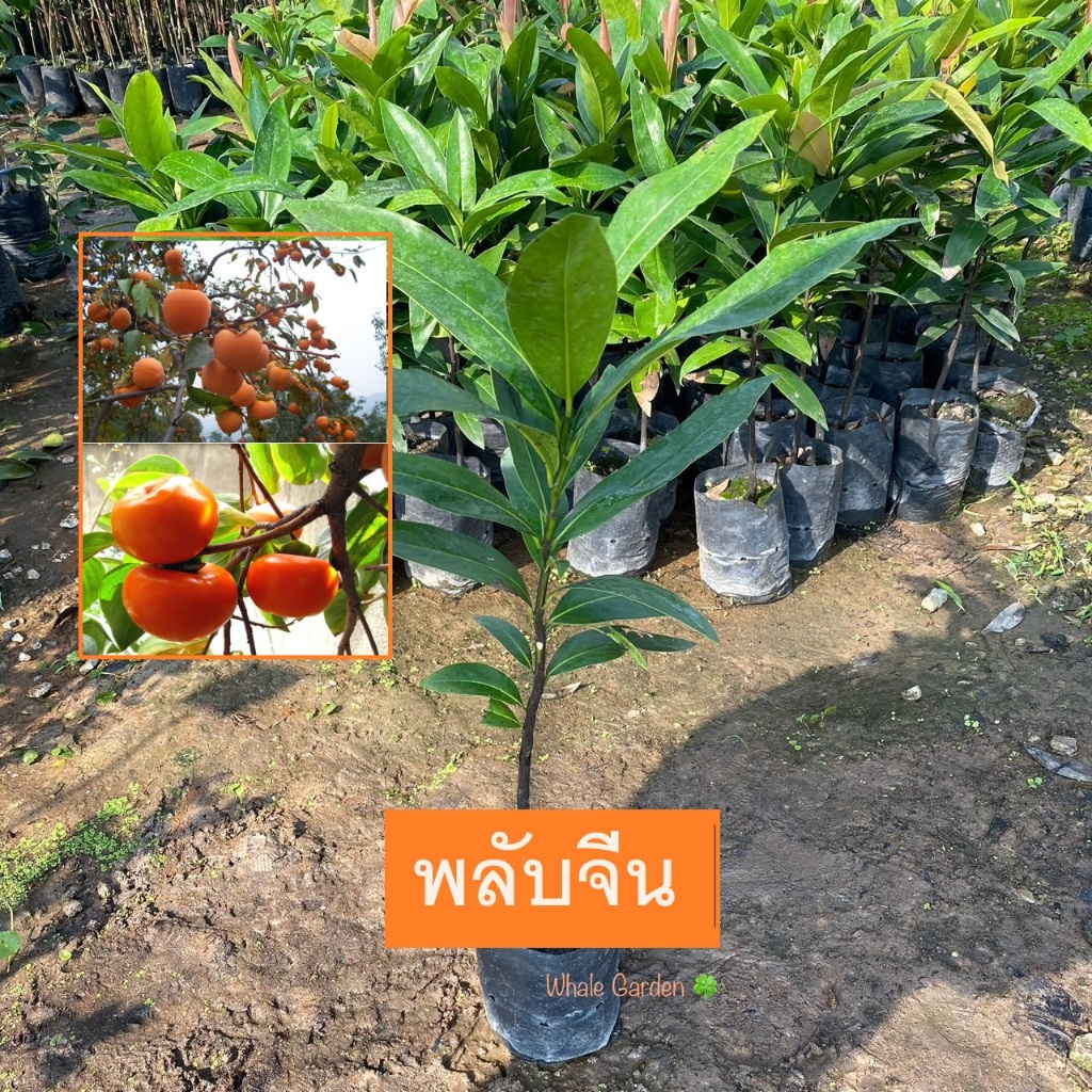 ต้นพลับจีน พลับจีน ใบมัน (Persimmon) พลับ ไม้ยืนต้น ผลรับประทานได้ (รับประกัน ส่งใหม่ฟรี หากสินค้าเเสียหาย!!)