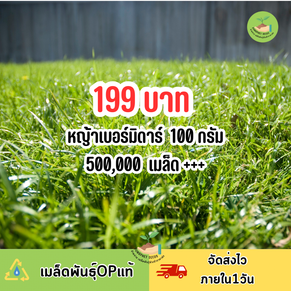 เมล็ดหญ้าเบอร์มิวด้า ขนาด 100 กรัม