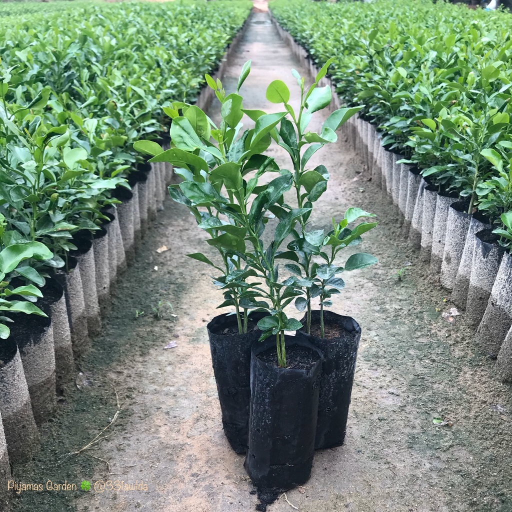 ต้นมะกรูด มะกรูด (Kaffir lime) เพาะเมล็ด แพ็ค3ถุง (1ถุงมีมะกรูด2ต้น) เเพ็คราคาประหยัด(โปรซื้อ3แพ็คแถมฟรี1ถุง) ขายราคาถูก