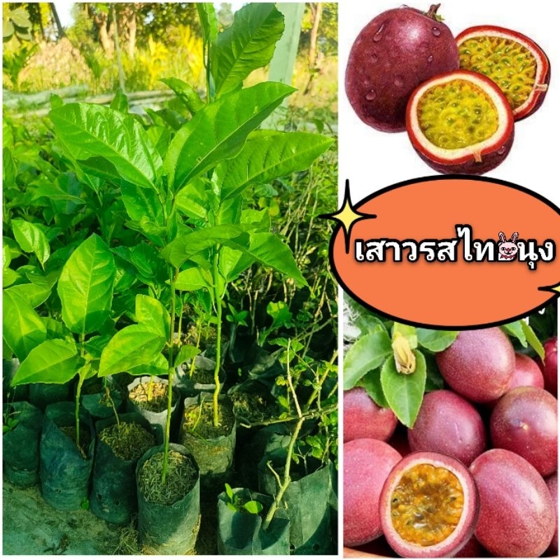 เสาวรสพันธุ์ไทนุง หวานอมเปรี้ยว วิตตามินซีสูง มีสารต้านอนุมูลอิสระ กลิ่นหอม ไฟเบอร์สูง ต้นพันธุ์เเข็งเเรงพร้อมปลูก