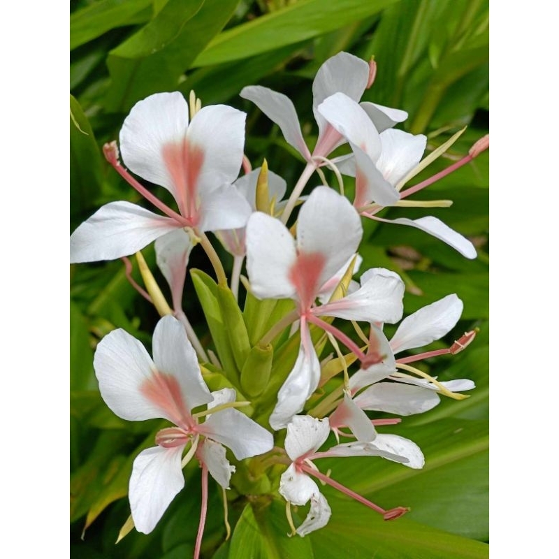 ว่านมหาหงส์   ต้นสะเลเตทุกสีส่งเป็นต้นนะคะ / butterfly lily /  999garden